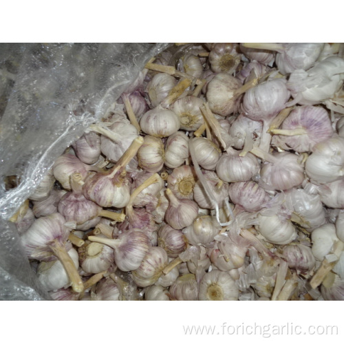 New Crop Normal White Garlic Export Standard